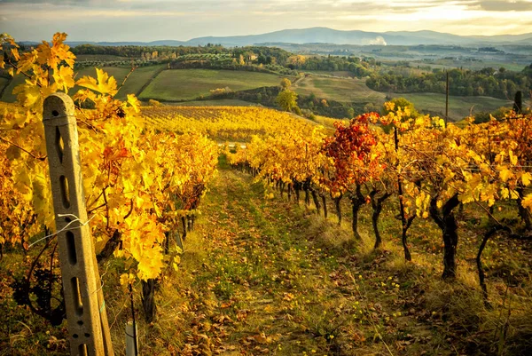 Warna Musim Gugur Kebun Anggur Chianti Antara Siena Dan Florence — Stok Foto