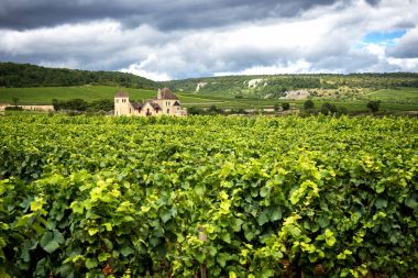 Burgundy, birçok chateau (kale) üzüm bağları birçok dönümlük çevrilidir ve büyük şarap üreticileri vardır. Fransa.