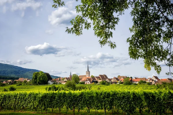 Пейзаж Виноградников Эльзасе — стоковое фото