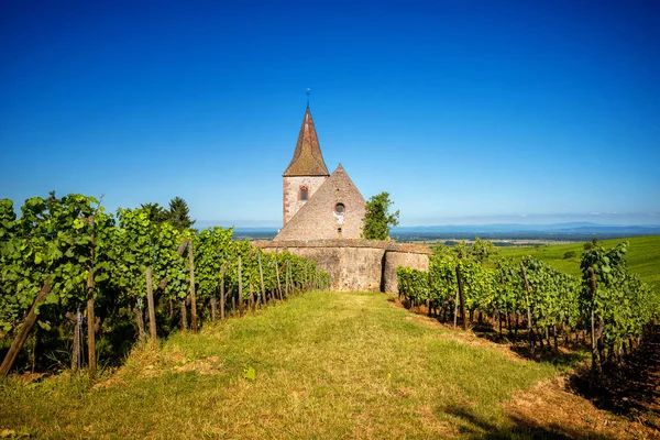 Hunawihr Vineyards Church Elsace France — стоковое фото