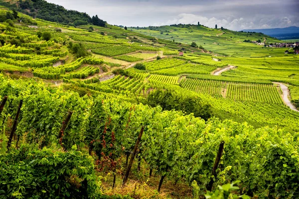 アルザス フランスのワイン産地のブドウ畑に覆われた丘 — ストック写真
