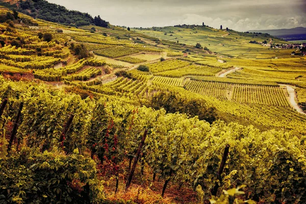 アルザス フランスのワイン産地のブドウ畑に覆われた丘 — ストック写真