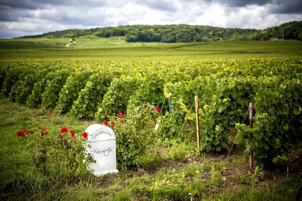 Шампанское Августа 2017 Года Fredestel Champagne House Situated Center Trepail — стоковое фото