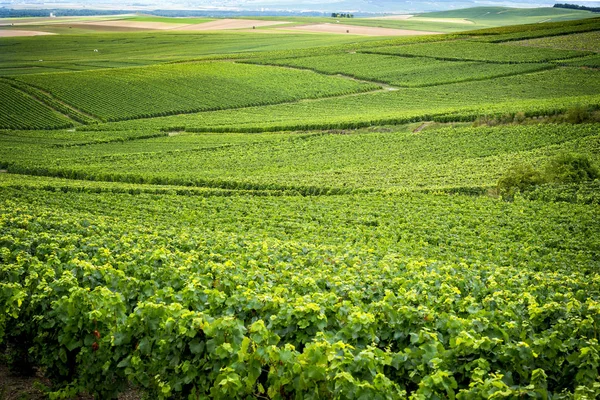 シャンパン フランスのワインの地域のブドウ園で覆われた丘 — ストック写真