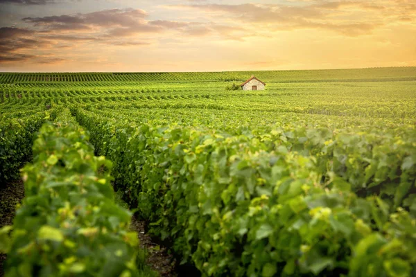 Виноградники Закате Оне Реймс Франция — стоковое фото