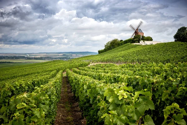 Sampanye Vineyard Dan Kincir Angin Daerah Champagne Dekat Vernezay Perancis — Stok Foto