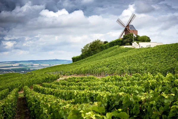 Champagne Vigneto Mulino Vento Regione Champagne Vicino Vernezay Francia — Foto Stock