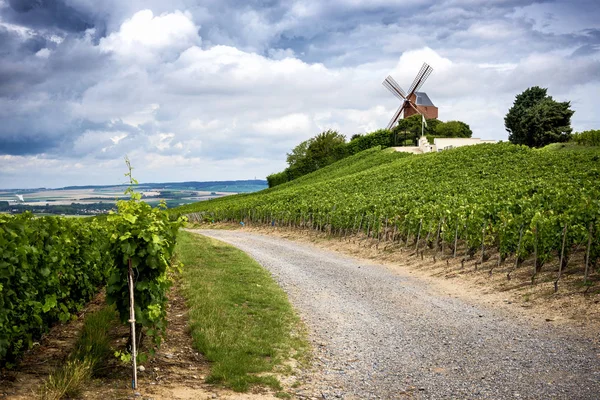 Champanhe Vinhedo Moinho Vento Região Champagne Perto Vernezay França — Fotografia de Stock