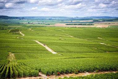 Şampanya, düz tamamen Vernezay yakınındaki üzüm bağları ile kaplı. Fransa