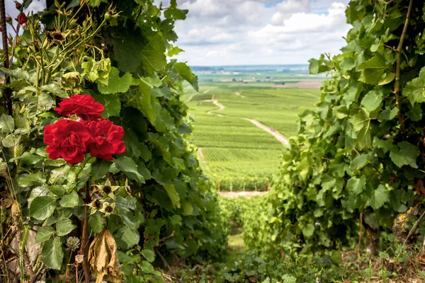 Champagne Wijngaard Heuvels Met Rode Rozen Buurt Van Vernezay Achtergrond — Stockfoto