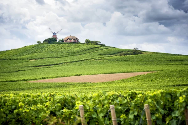 Champagne Vigneto Mulino Vento Regione Champagne Vicino Vernezay Francia — Foto Stock