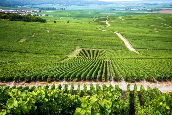 Champagner Weinberg Den Hügeln Nahe Vernezay Hintergrund Die Ebene Mit — Stockfoto