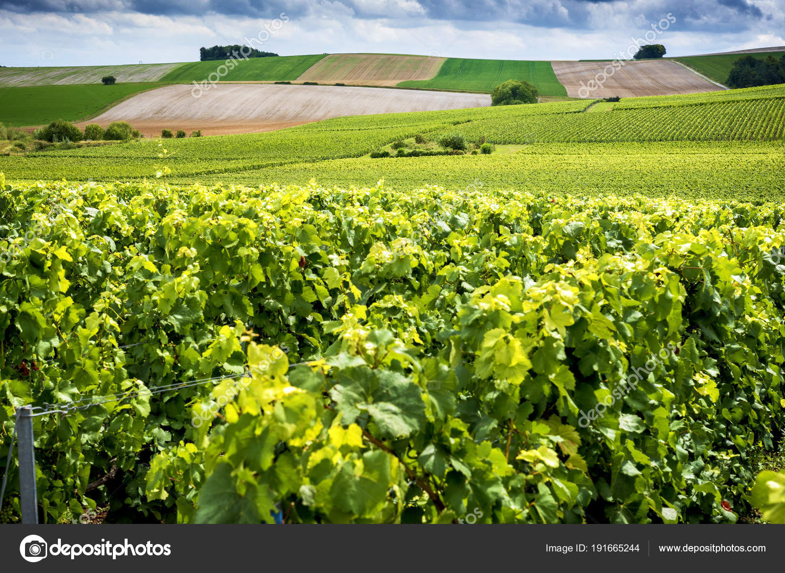 Champagne Reims Montagne Reims Hills Covered Vineyards