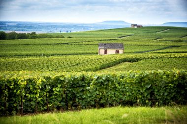 Şampanya, Reims. Montagne de Reims. Tepeler üzüm bağları ile kaplı. Fransa