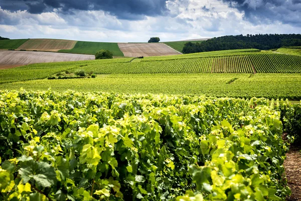 Champagne Reims Montagne Reims Szőlőskertekkel Borított Dombok Franciaország — Stock Fotó