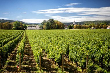 Bordo - Meursault - Chateau de Meursault. Bugün kale Burgundy şarap rota boyunca keşfedebilirsiniz en önemli şarap imalathaneleri biridir. Montrachet, Fransa