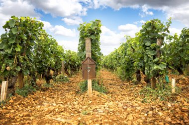 Burgundy, Meursault. Montrachet. Şarap rota boyunca üzüm bağları. Fransa