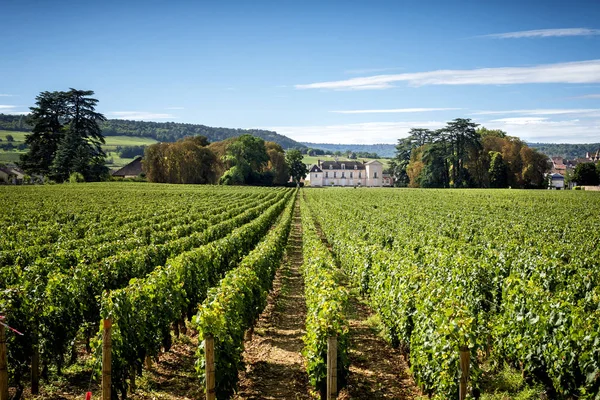 Bourgogne Meursault Chateau Meursault Slottet Idag Landets Viktigaste Vingårdar Som — Stockfoto