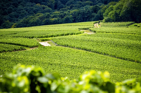 Şampanya, Reims. Montagne de Reims. Tepeler üzüm bağları ile kaplı. Fransa
