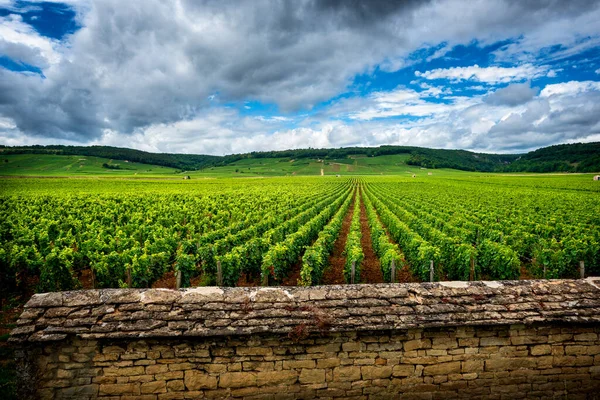 Burgundy Fransa Nın Şarap Bölgesinde Üzüm Bağlarıyla Kaplı Tepeler — Stok fotoğraf