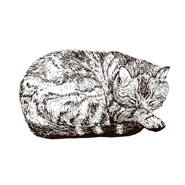 Gato mentiroso gatinho desenhado à mão esboço vetor ilustração, gato fofo bonito . — Vetor de Stock