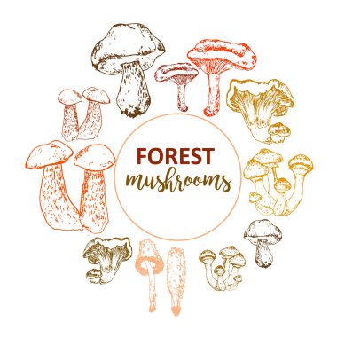 Doğrusal çizim çiziminden oluşan mantar seti boletus, vejetaryen gıda vintage vektör çizimi.