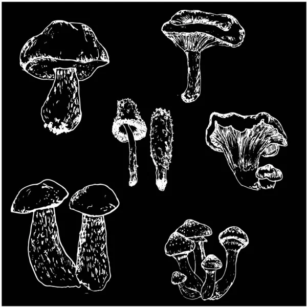 Набор грибов линейного рисунка болетус, вегетарианская еда винтажный белый мел на черной доске векторной иллюстрации . — стоковый вектор