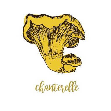 Mushrooms chanterelle linear drawing sketch forest, organic food vector illustration.
