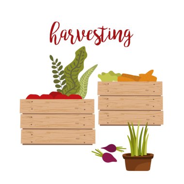 Toplama, tarımsal mahsul beyaz çizgi film vektör illüstrasyonu, sonbahar hasat festivali tasarımı.