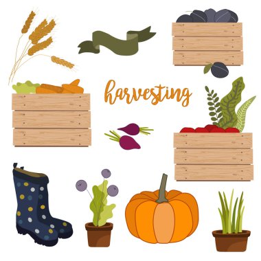 Sonbahar ve sonbahar elementlerinin toplanması, balkabağı, ahşap kutu meyve ve sebze hasat, dal, beyaz vektör illüstrasyonunda izole edilmiş dut karikatürü.