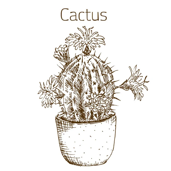Skiss monokrom hand dras kaktus i potten, hem kaktusar isolerad på en vit bakgrund vektor illustration. — Stock vektor