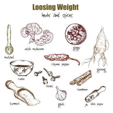 Baharatlar ve otlar el çizimi doğal Çin ilaçları kilo vermek ve obezite vektörü çizimi için bitkisel malzemeler.