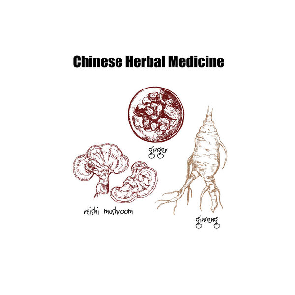 Китайские лекарственные растения, корни, грибы и травы вручную рисовали натуральные ингредиенты для снижения веса и векторной иллюстрации ожирения
.
