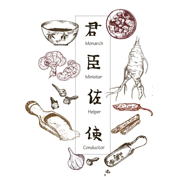 Chińska medycyna, zioła i rośliny, zhen shen korzeń wektor ilustracji baner. Medycyna alternatywna. — Wektor stockowy