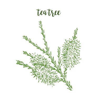 Çay ağacı bitki eli mürekkep kalemi çizimi, yaprakların el ile izole edilmiş arka plan vektör çizimi üzerine çizimi.