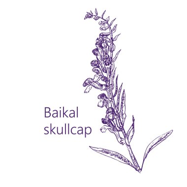 Aromaterapi, doğal organik aroma otları web sitesi şablonu, vektör illüstrasyonu. Temel yağlar, aromatik bitkiler ve çiçekler için bitkiler ve kökler.