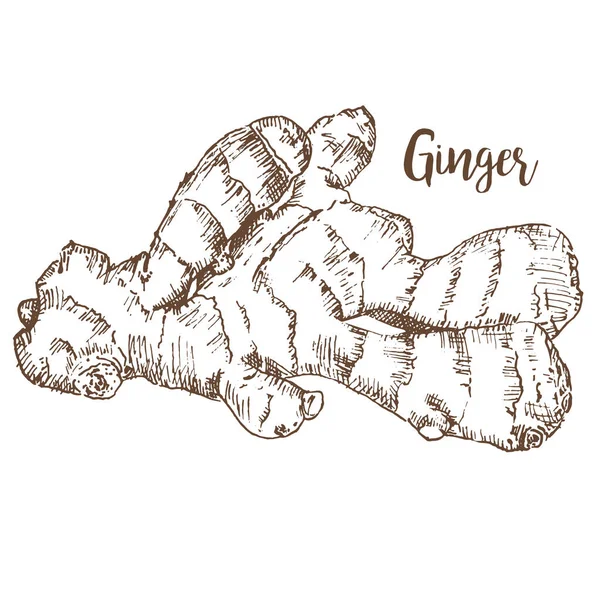 Croquis racine de gingembre isolé sur fond blanc dessiné à la main plante biologique. Illustration vectorielle herbes et épices . — Image vectorielle