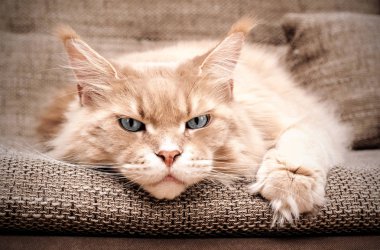 Maine coon kedi, gri gözler, portre. Konsept: seni bekliyorum, seni özledim