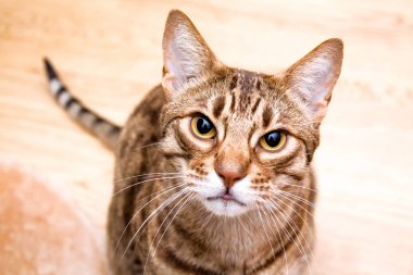 Tanımlık Ocicat yetişkin kedi lens arıyorum bana yardımcı olanvarmı