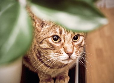 Arkasına saklanmış tanımlık Ocicat yetişkin kedi bırakır