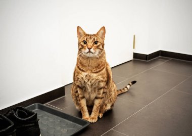 Ciddi kedi tanımlık ocicat tetikte. Konsept: evi koruma