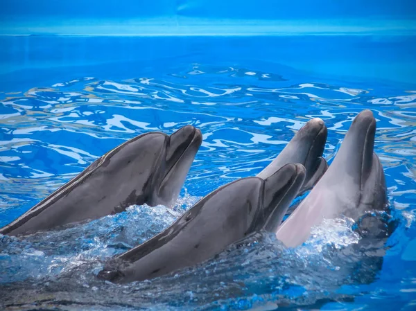 Grupo Delfines Jugando Agua Azul Fotos De Stock Sin Royalties Gratis