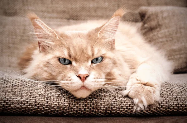 Maine Coon Cat Ojos Grises Retrato Concepto Esperándote Extrañándote Fotos De Stock