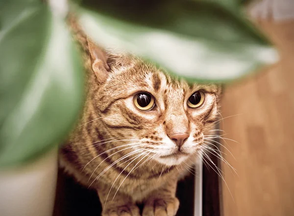 躲在树叶后面的一只猫 图库图片