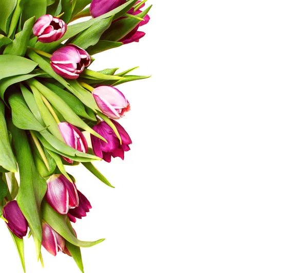 Tulipani Viola Isolati Uno Sfondo Bianco Immagine Stock