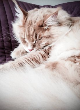 Huzurlu uyku büyük bir kedi