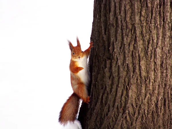 Neugieriges Eichhörnchen auf dem Baum, Frontansicht — Stockfoto