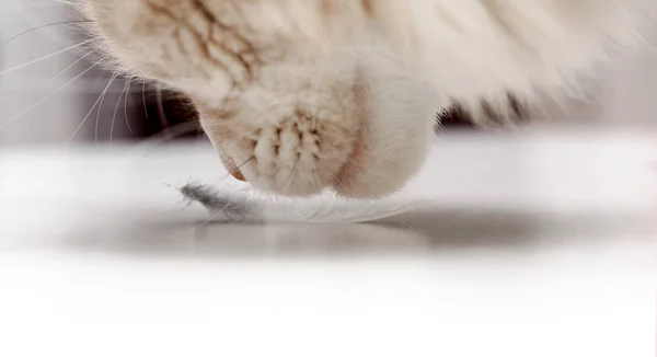 Side view of a cat, gently sniffing a fluffy feather — Stock Photo, Image