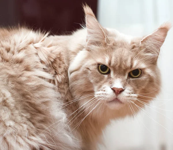Un grande aggressivo crema maine procione gatto guardando in macchina fotografica Immagini Stock Royalty Free