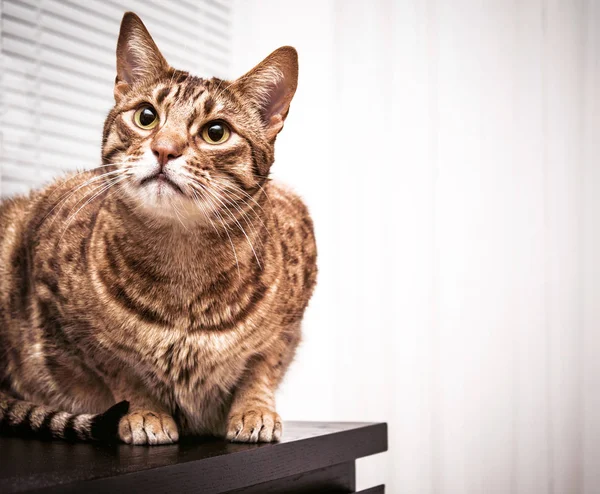 Gatto ocicat adulto, animale domestico tabby occhi verdi, indoor Fotografia Stock